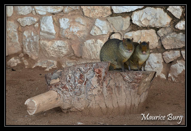 Fontvieille le jardin animalier
