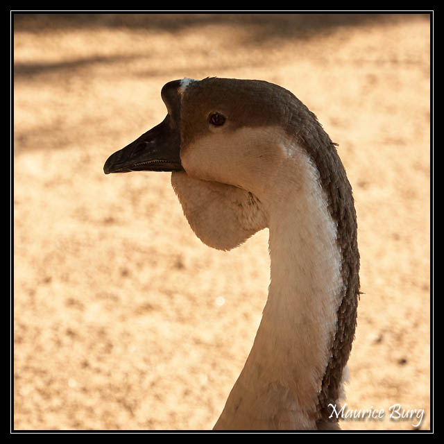 Fontvieille le jardin animalier