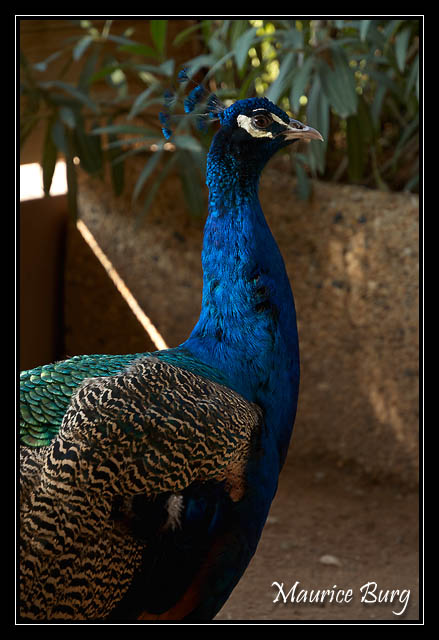 Fontvieille le jardin animalier