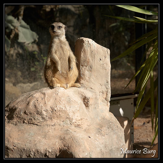 Fontvieille le jardin animalier