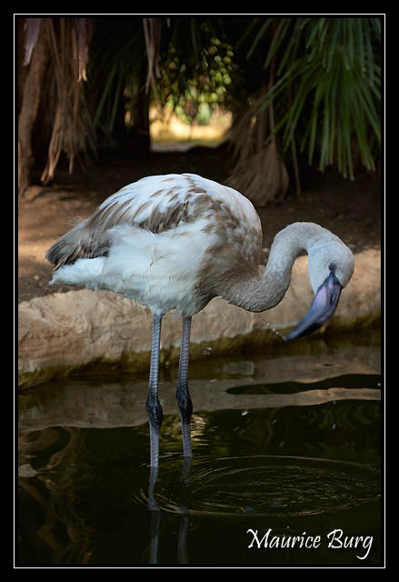 Fontvieille le jardin animalier