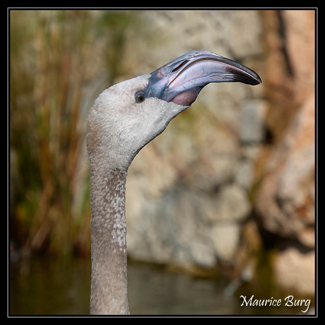 Fontvieille le jardin animalier
