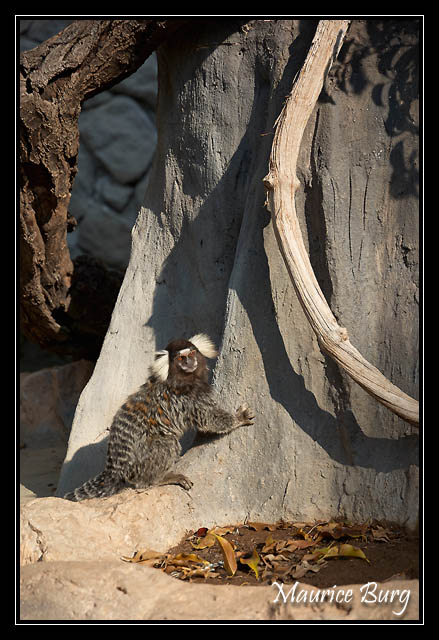 Fontvieille le jardin animalier